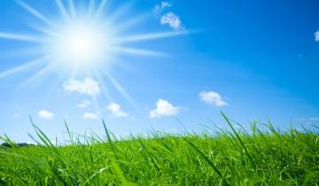 Summer Grass and Sun