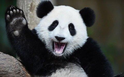 Panda waves hi